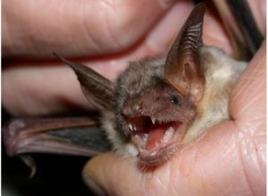 Virginia Bat Removal and Control 804-729-9097