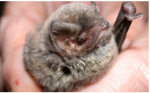 Virginia Bat Removal and Control 804-729-9097