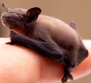 Baby Bat (Pipistrellus pipistrellus)