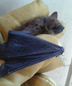 Virginia Bat Removal and Control 804-729-9097