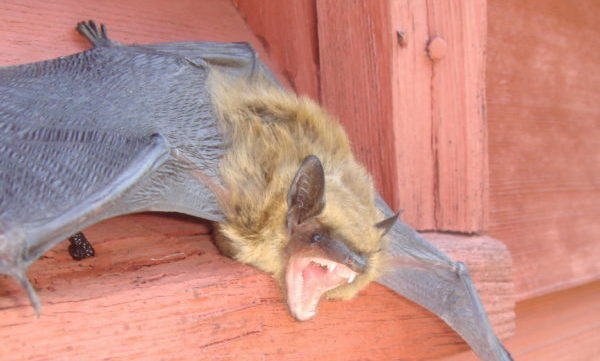 Virginia Bat Removal and Control 804-729-9097