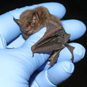 Virginia Bat Removal and Control 804-729-9097