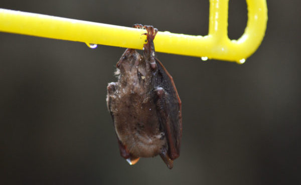 Virginia Bat Removal and Control 804-729-9097