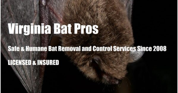 Virginia Bat Removal and Control 804-729-9097