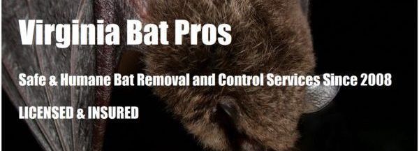 Virginia Bat Removal and Control 804-729-9097