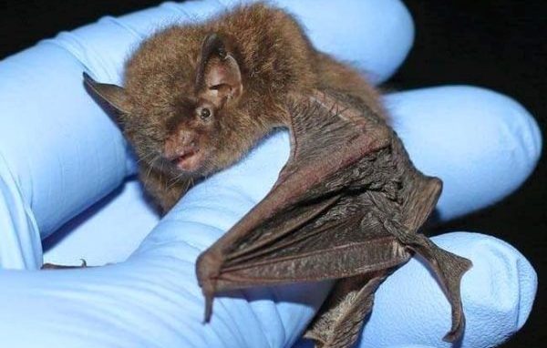 Commercial Bat Removal and Control 804-729-9097