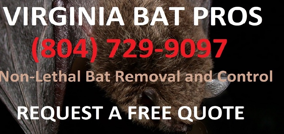 Virginia Bat Removal and Control 804-729-9097