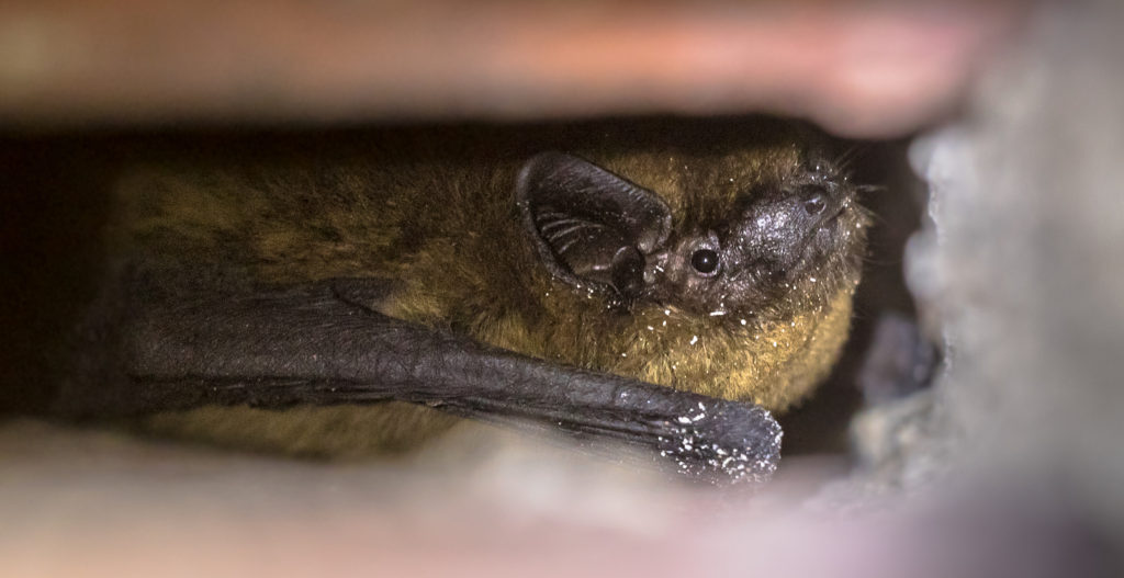 Bats in the House Virginia