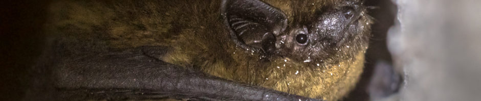 Bats in the House Virginia