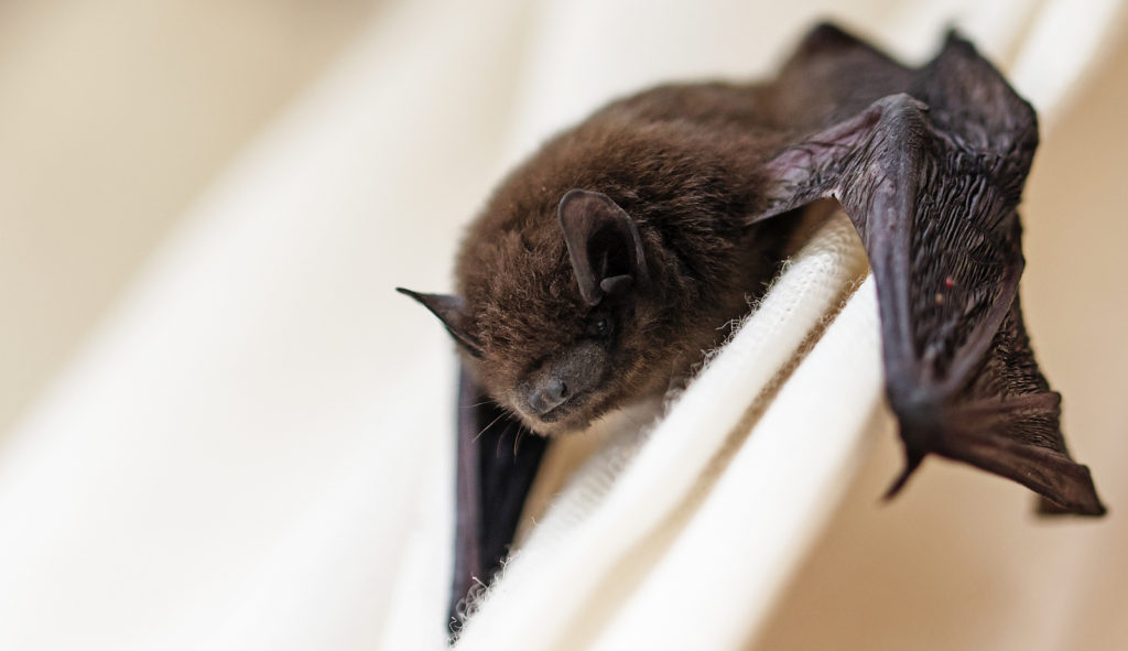 Virginia Bat Removal and Control 804-729-9097