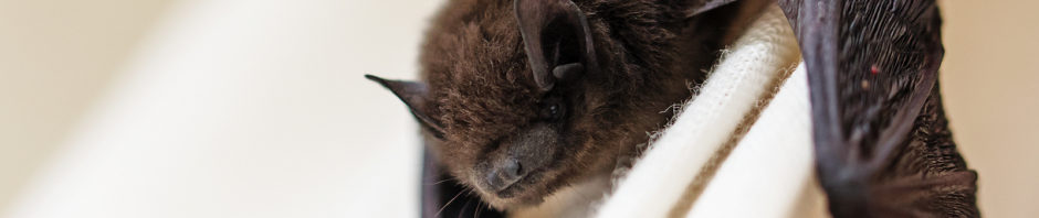 Virginia Bat Removal and Control 804-729-9097