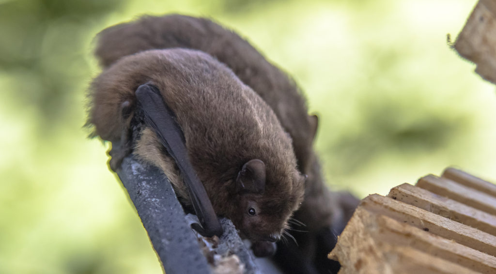 Bat Removal Control Virginia 2