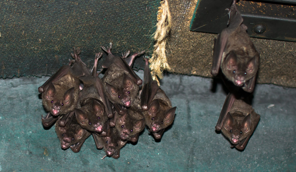 Virginia Bat Removal and Control 804-729-9097