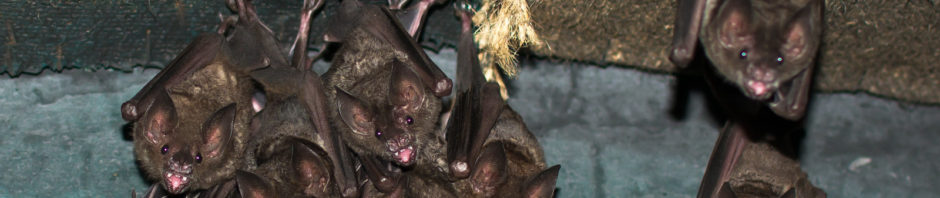 Virginia Bat Removal and Control 804-729-9097