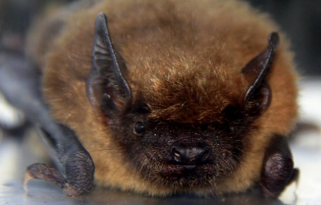 Virginia Bat Removal and Control 804-729-9097