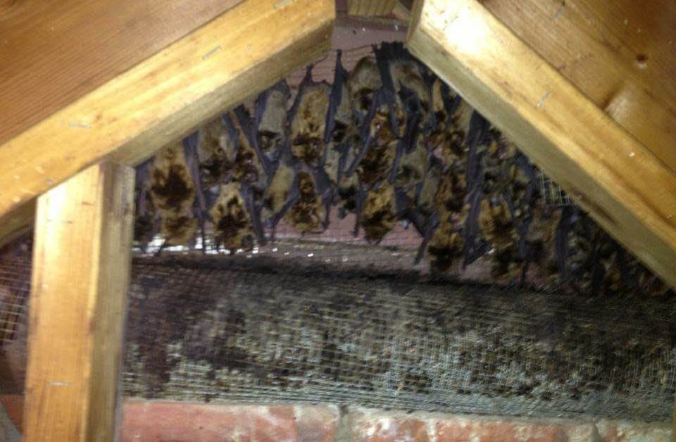 Virginia Bat Removal and Control 804-729-9097