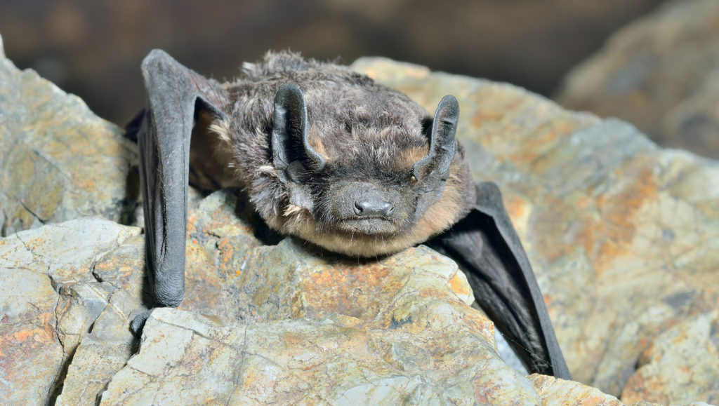 Virginia Bat Removal and Control 804-729-9097