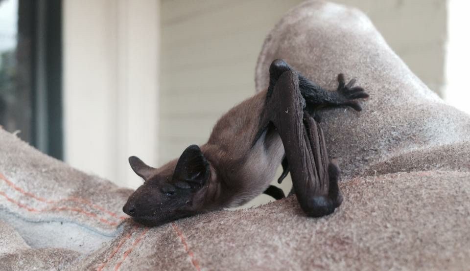 Virginia Bat Removal and Control 804-729-9097