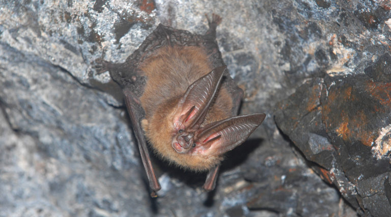 3 Big-Eared Bat Species Found in Virginia | Virginia Bat Pros