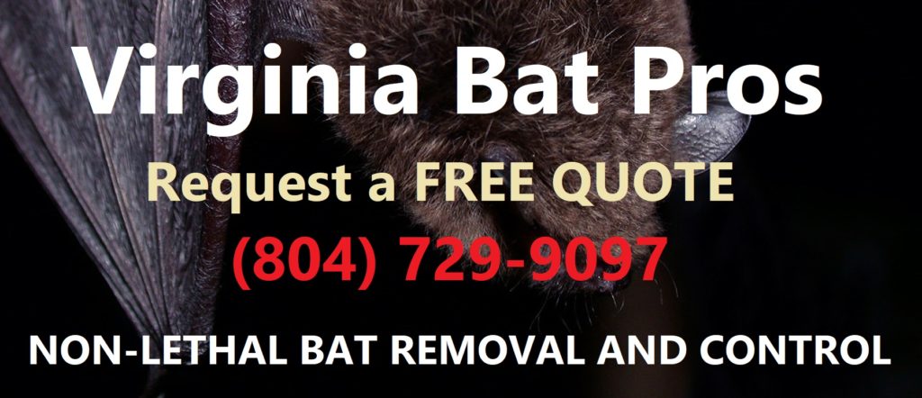 Virginia Bat Removal and Control