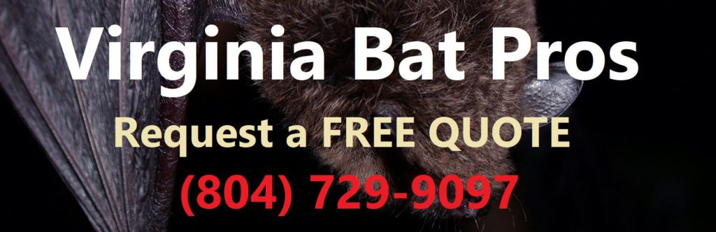 Virginia Bat Removal and Control