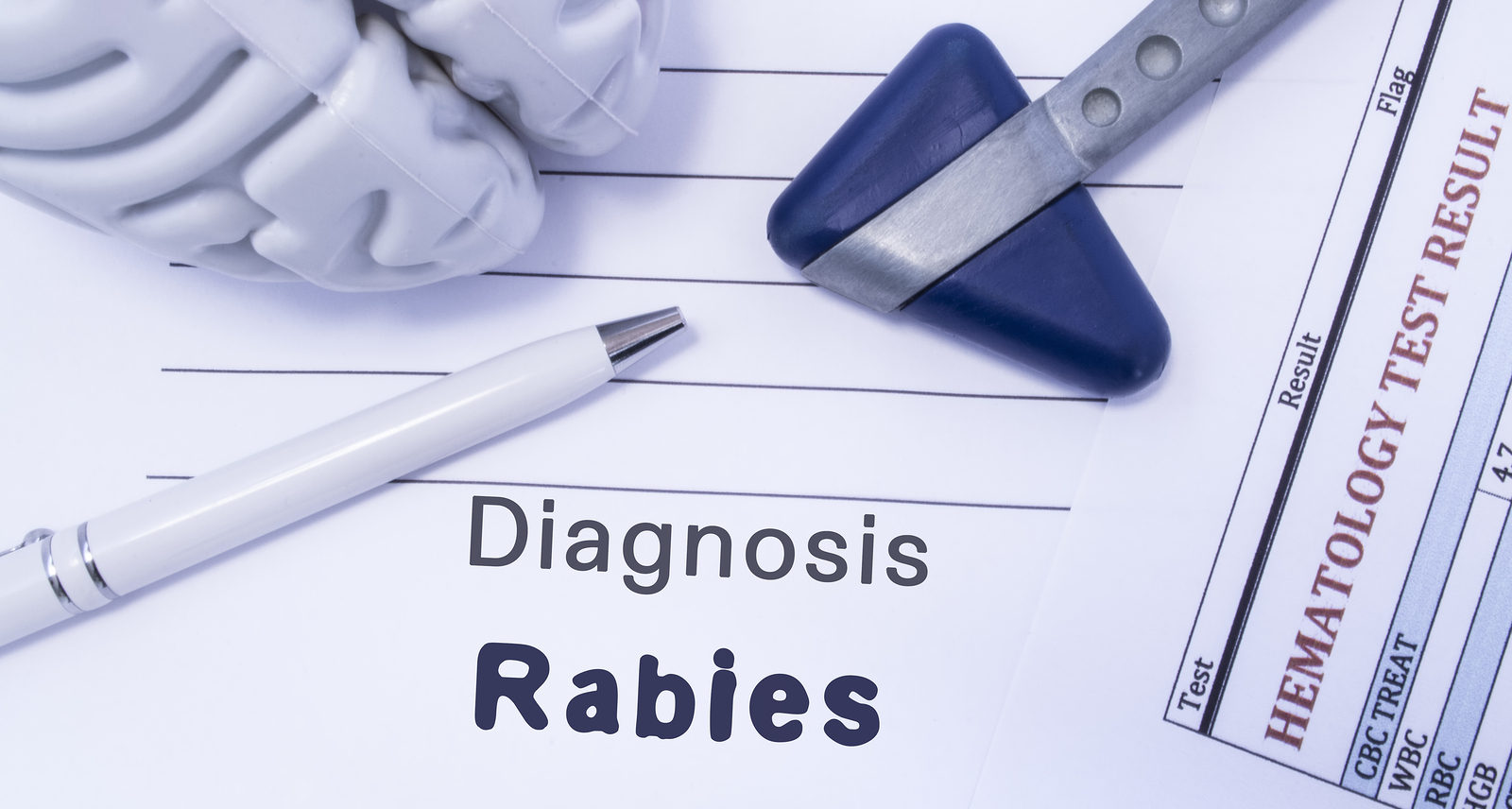 bats with rabies Virginia Bat Pros