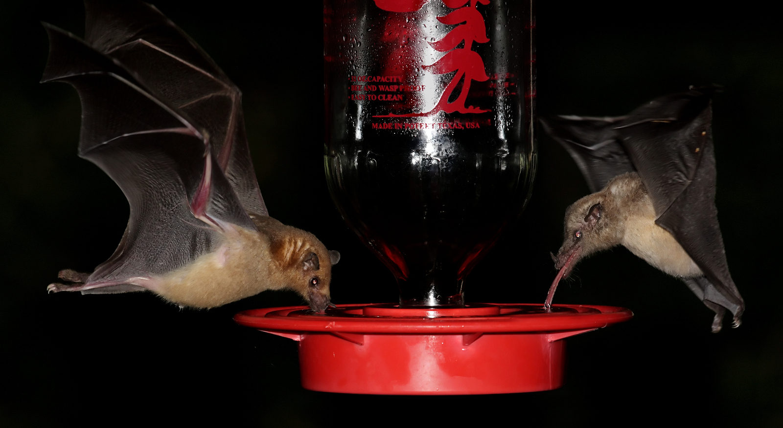 Lesser Long-Nosed Bat conservation | Virginia Bat Pros