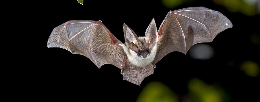 Virginia Bat Removal and Control 804-729-9097