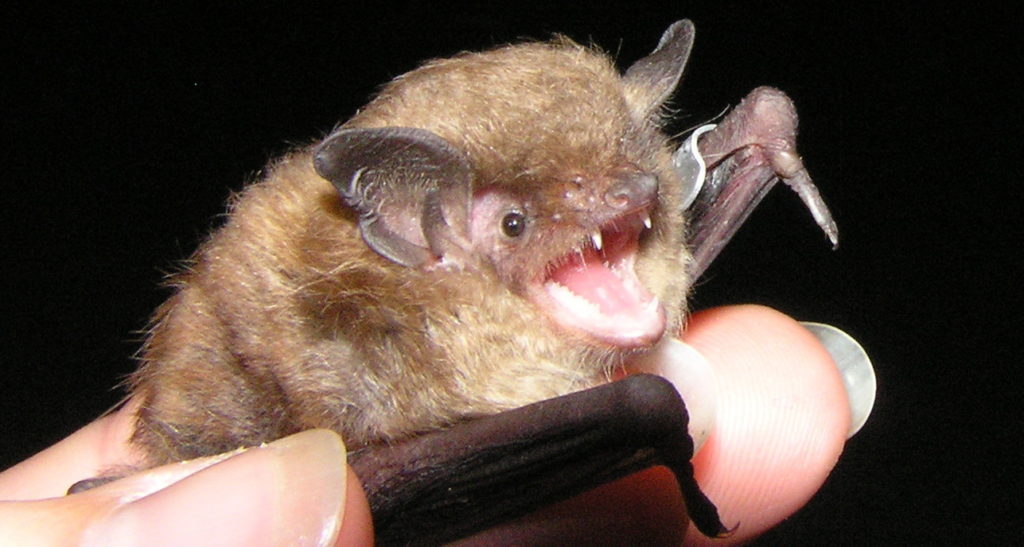 Virginia Bat Removal and Control 804-729-9097