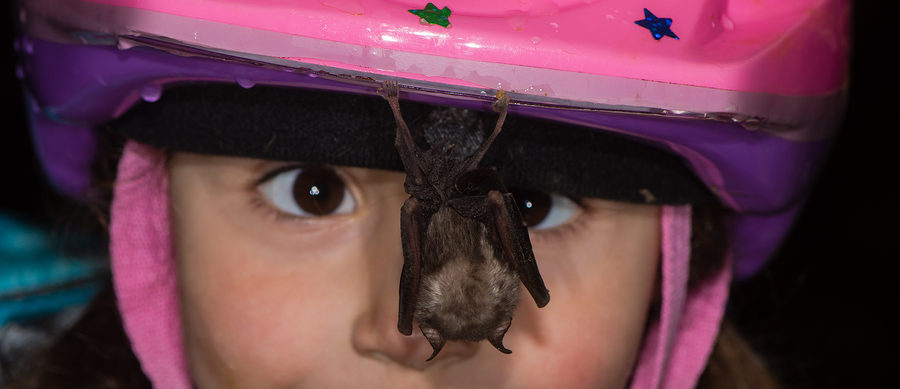 Virginia Bat Removal and Control 804-729-9097