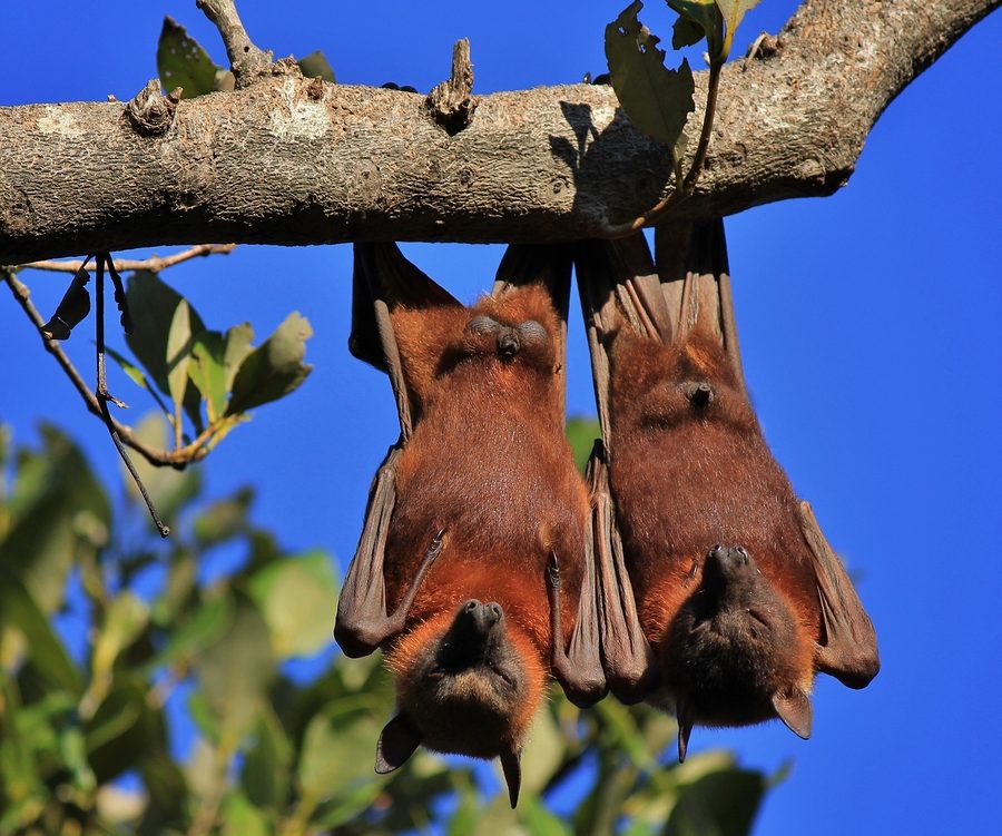 Virginia Bat Removal and Control