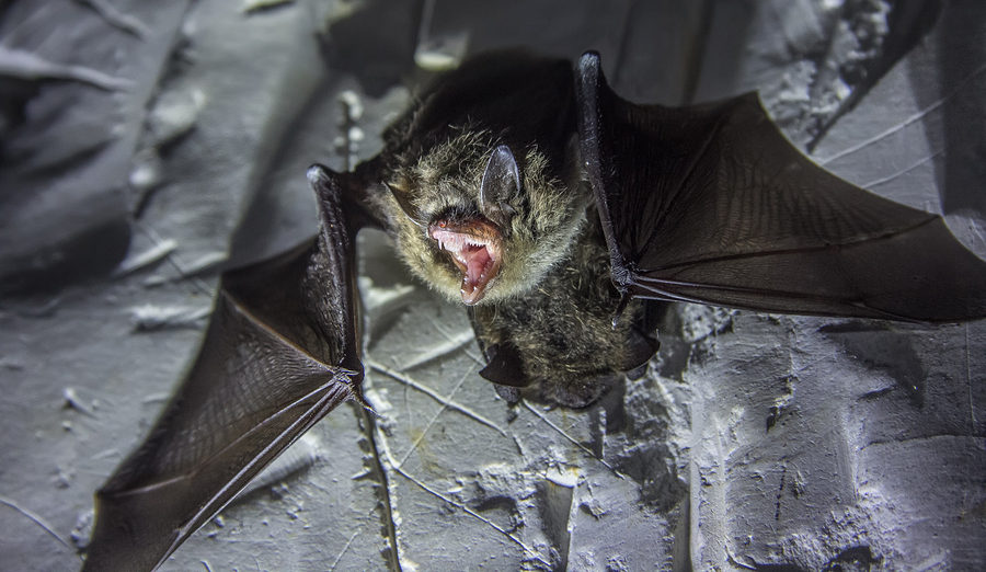 Virginia Bat Removal and Control 804-729-9097