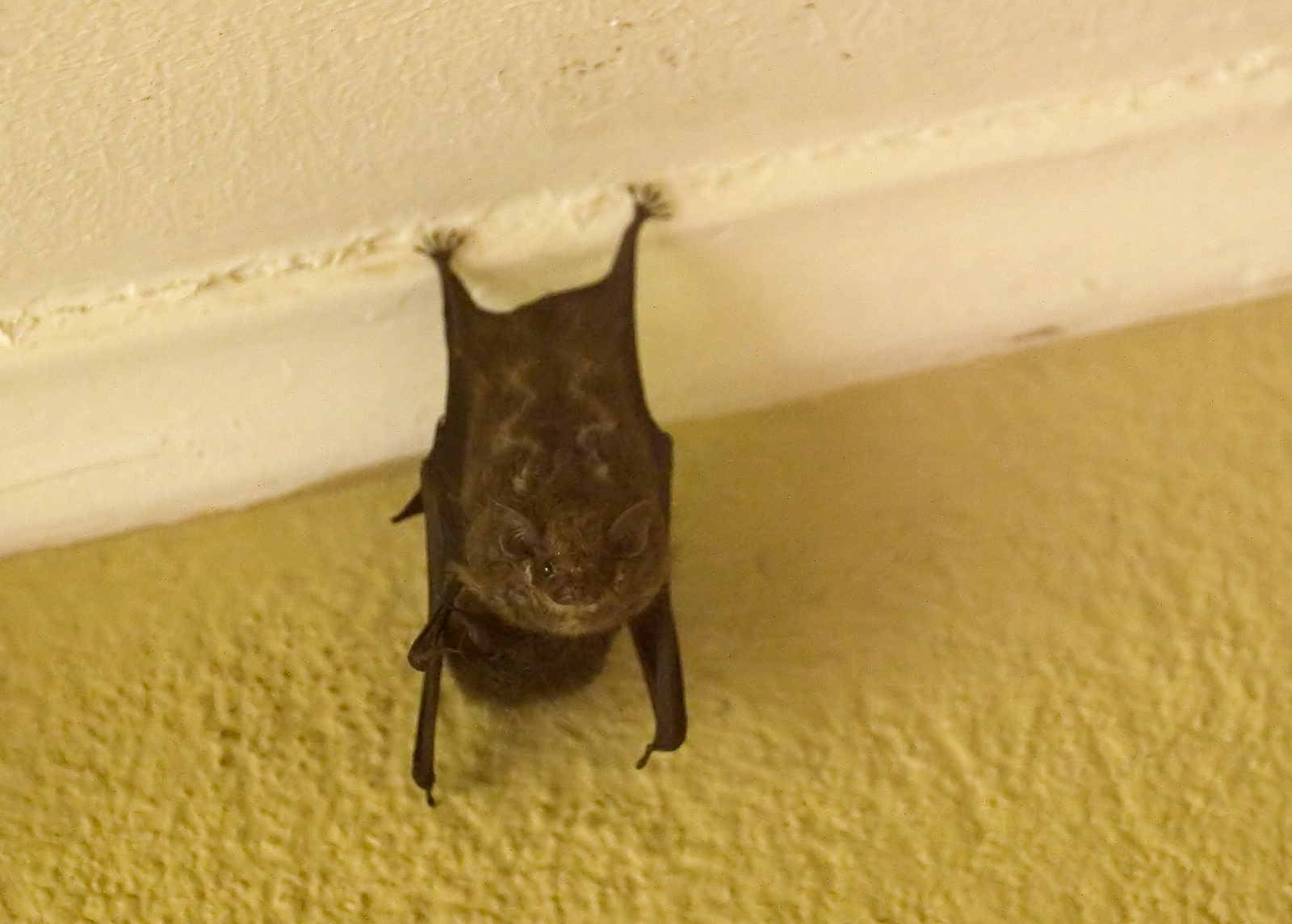 bat flying around in the house | Virginia Bat Pros