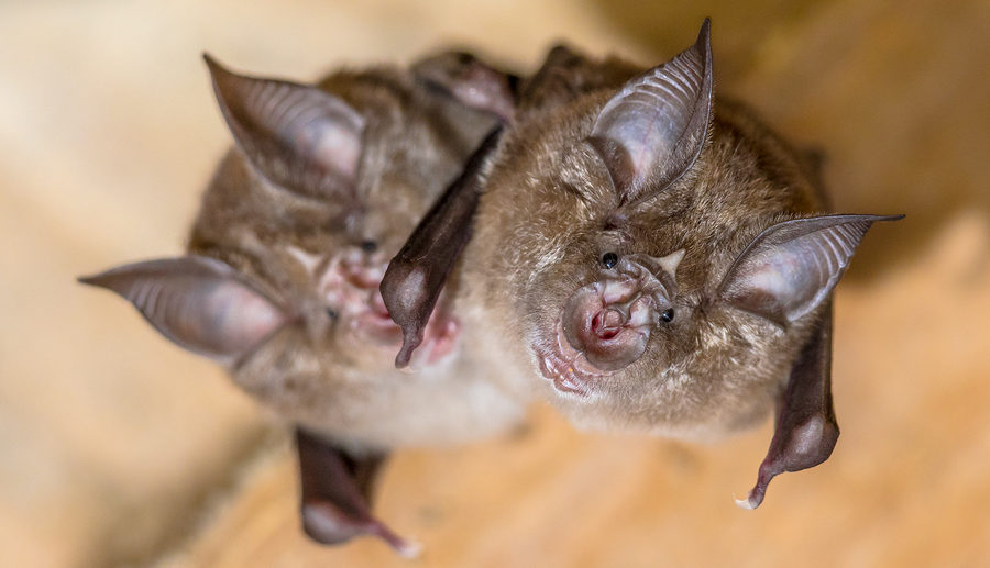 Virginia Bat Removal and Control 804-729-9097