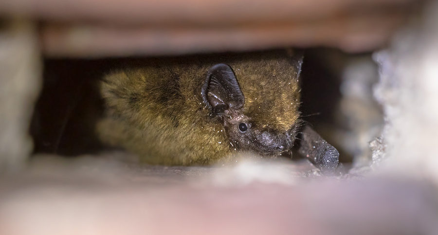 Bats in the Attic? Call 804-729-9097 Now!