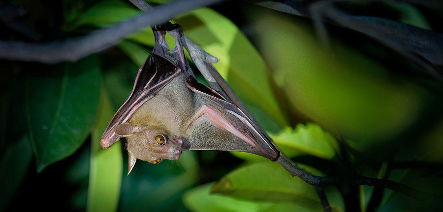 Virginia Bat Removal and Control