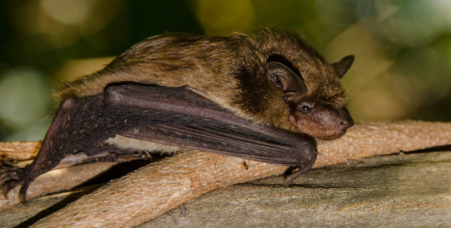 Virginia Bat Removal and Control 804-729-9097