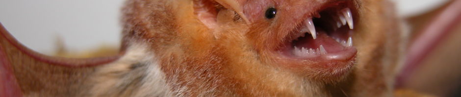 Virginia Bat Removal and Control 804-729-9097