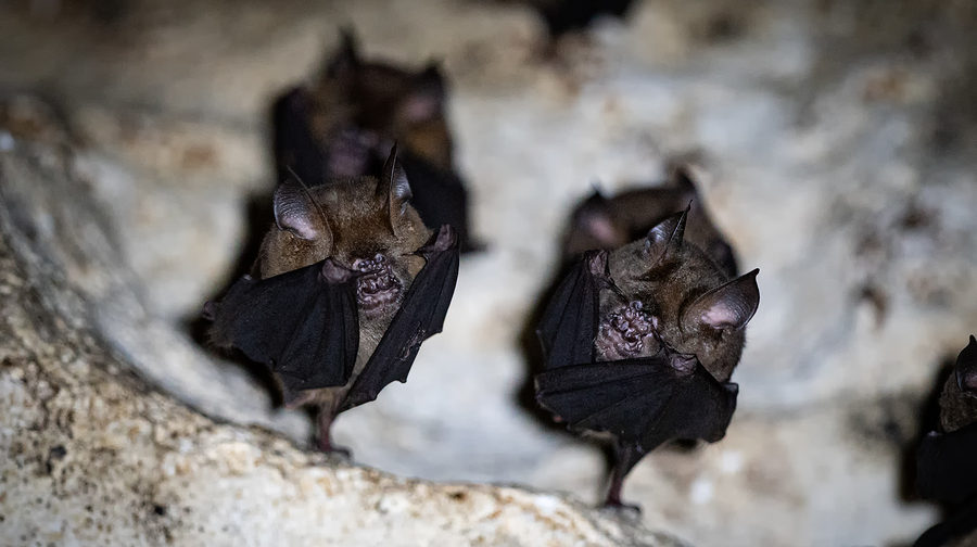 Virginia Bat Removal and Control