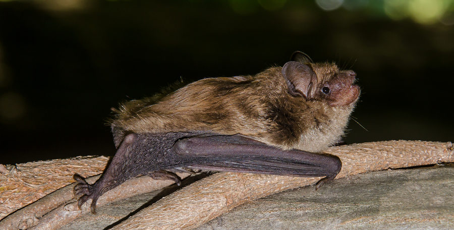 Virginia Bat Removal and Control 804-729-9097