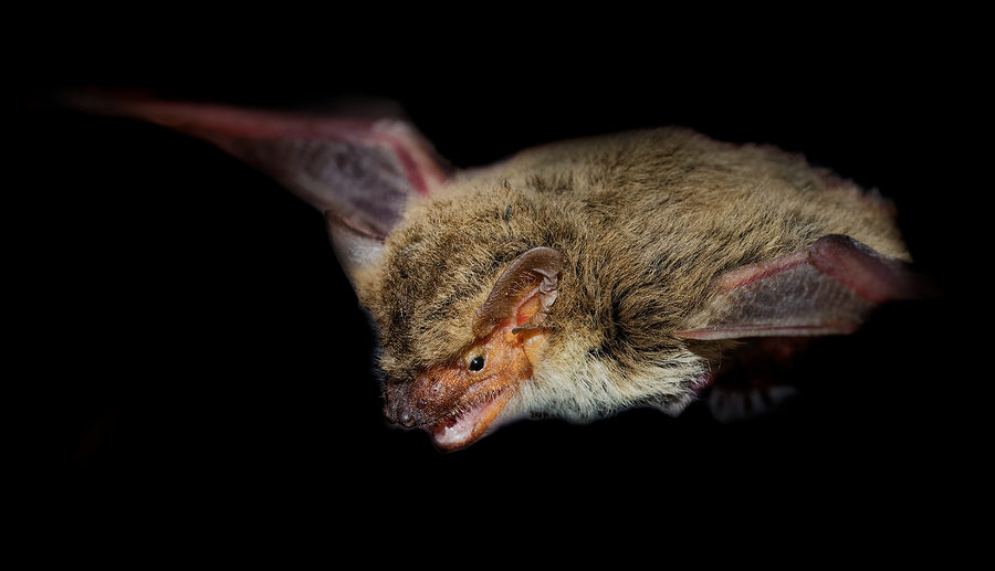 Virginia Bat Removal and Control