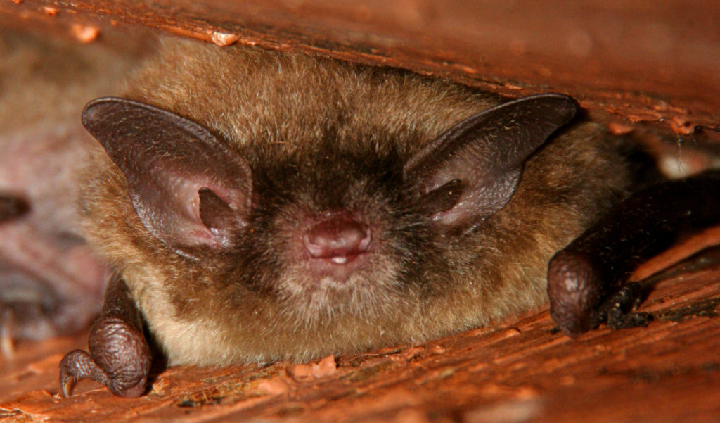 Virginia Bat Removal and Control 804-729-9097