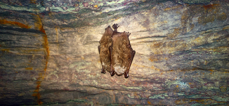 Virginia Bat Removal and Control