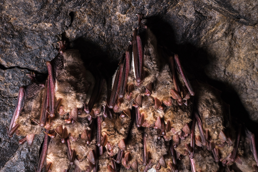 Virginia Bat Removal and Control