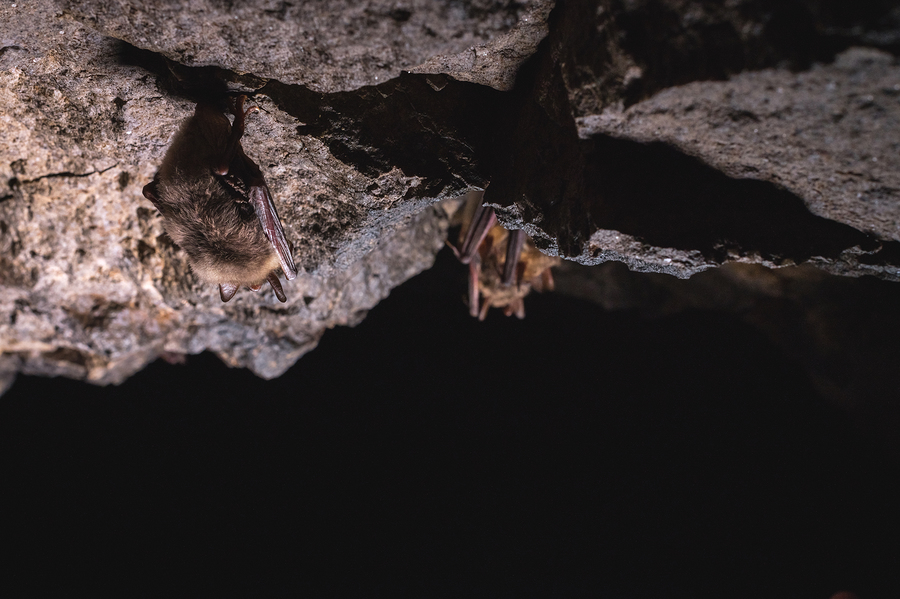 Virginia Bat Removal and Control 