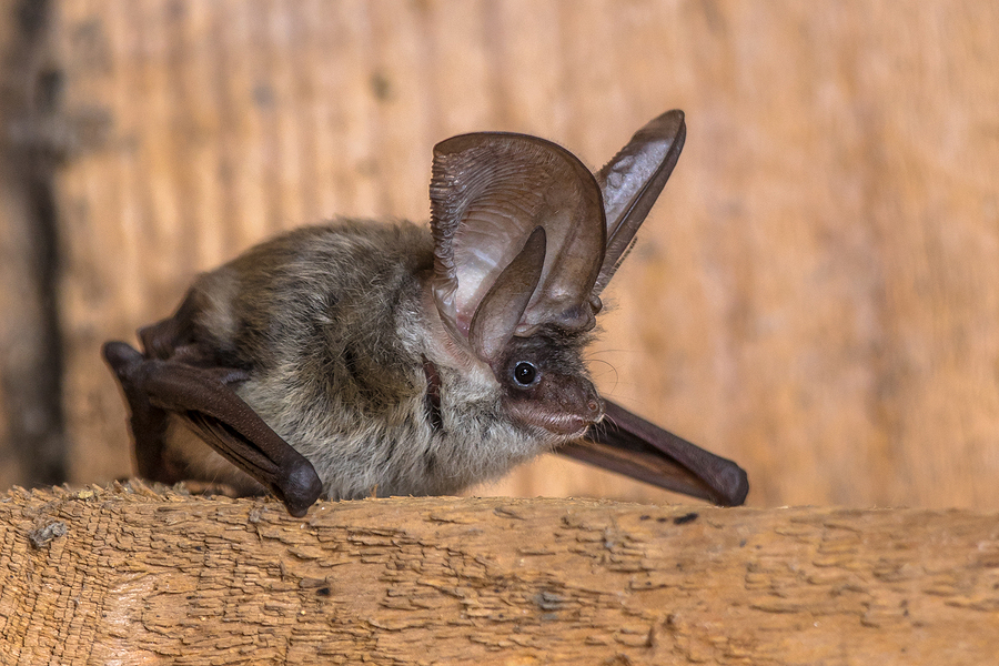 Virginia Bat Removal and Control 804-729-9097