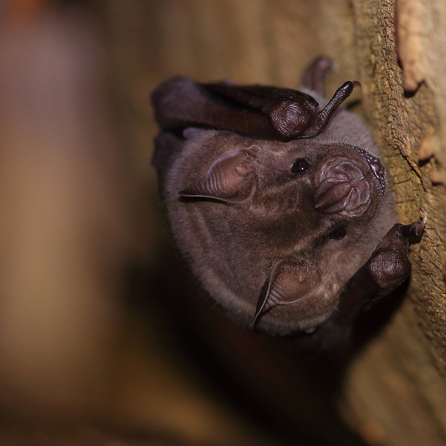 Virginia Bat Removal and Control