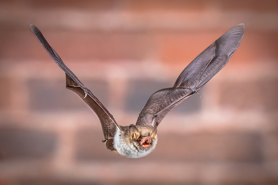 Virginia Bat Removal and Control Services 