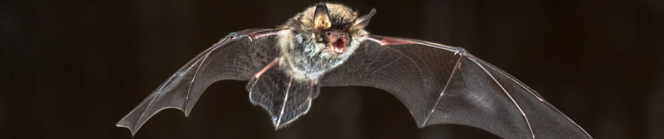 Virginia Bat Control Company