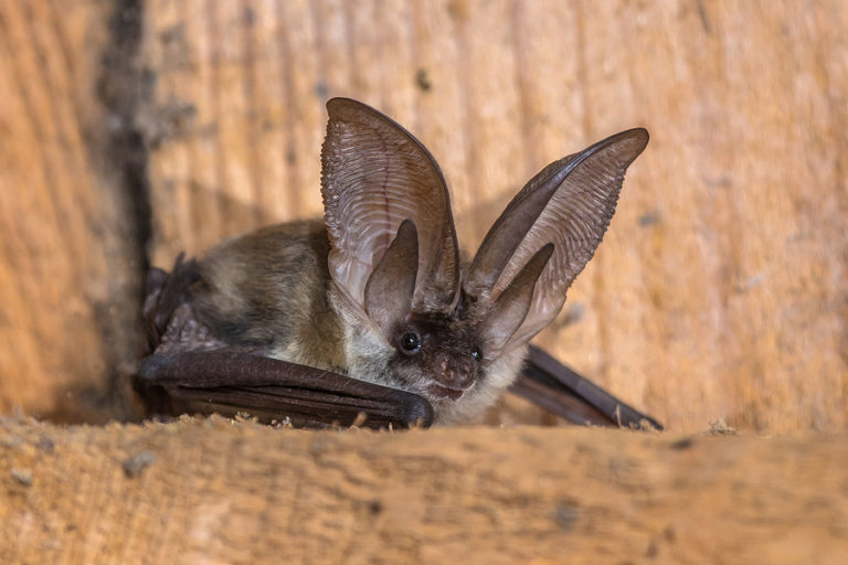 Top 3 Signs That Suggest You Have Bats in Your House Virginia Bat Pros